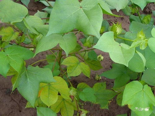 氮磷鉀，你真的用對了嗎？——谷物產品加工的隱形守護者