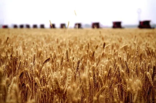 芒種時令，谷類作物生長的黃金期