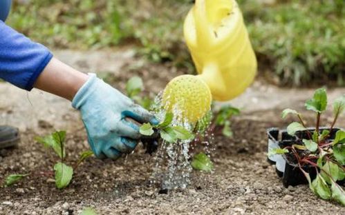 史丹利助力谷物豐產 優質肥料保障，莊稼成長無憂