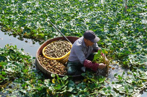 金秋菱角香滿城，溫州人餐桌上的“黃菱”情結
